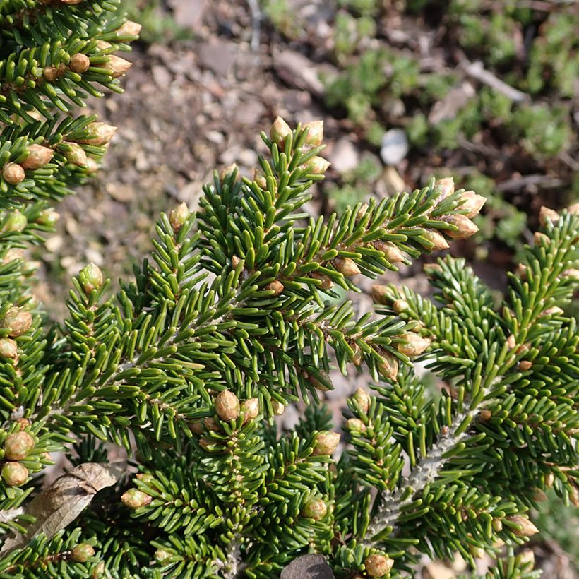 Picea orientalis Jewel - Caucasian Spruce (Foliage)