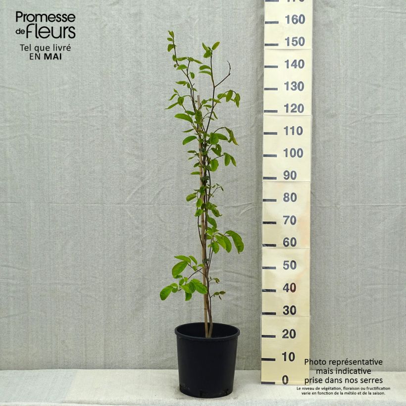 Sapium japonicum - Neoshirakia japonica Pot de 12L/15LHauteur livrée env. 120cm sample as delivered in spring