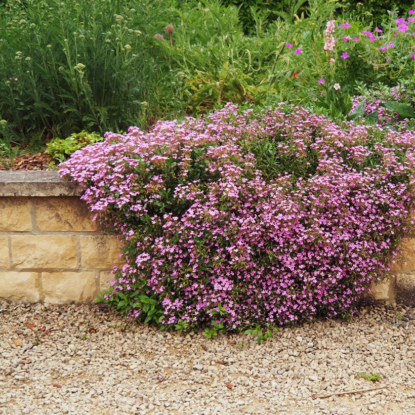 Saponaria ocymoides (Plant habit)