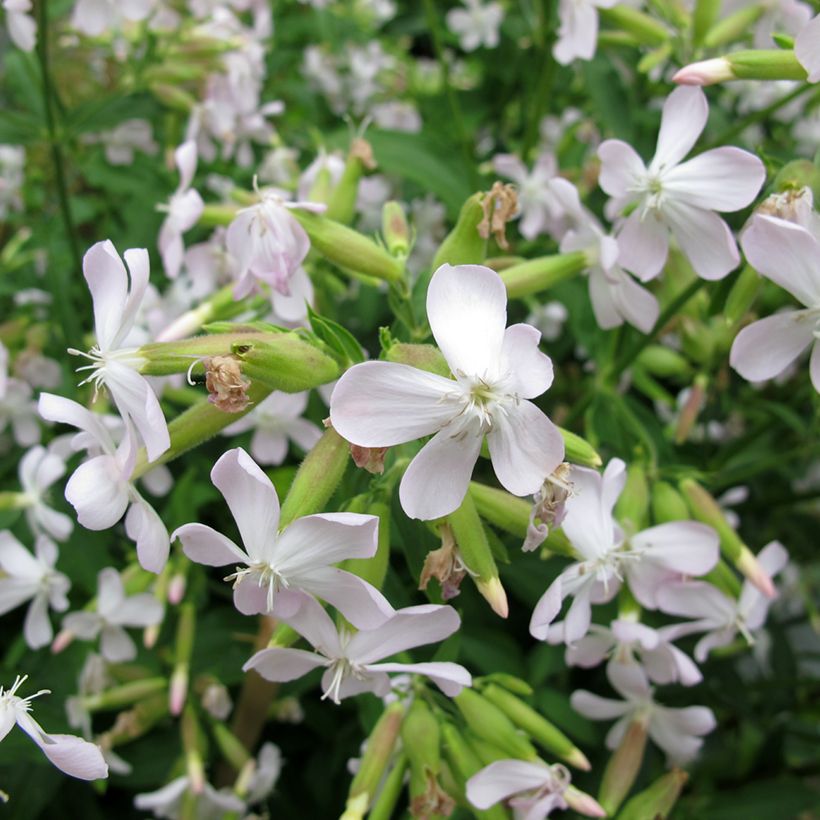 Saponaria officinalis (Flowering)