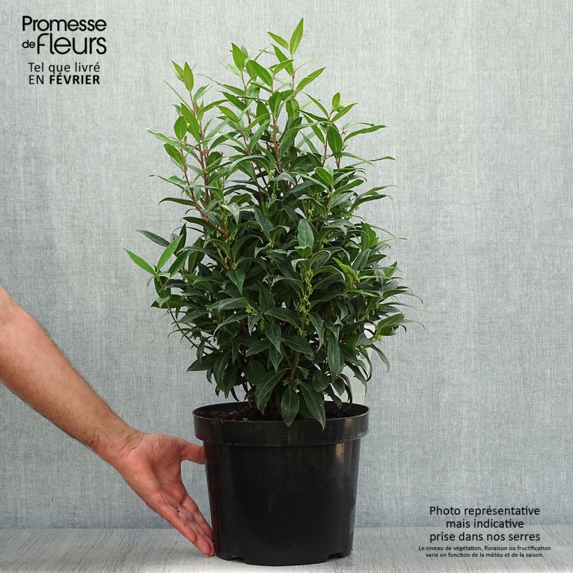 Sarcococca Winter Gem en pot de 7,5l/10l sample as delivered in autumn