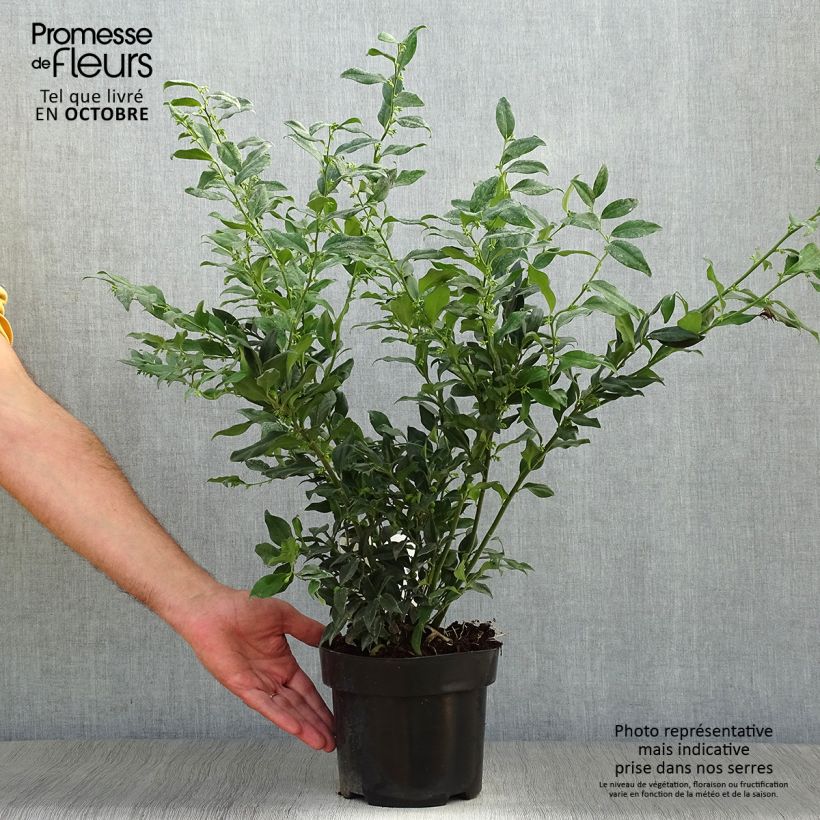 Sarcococca confusa Pot de 2L/3L sample as delivered in autumn