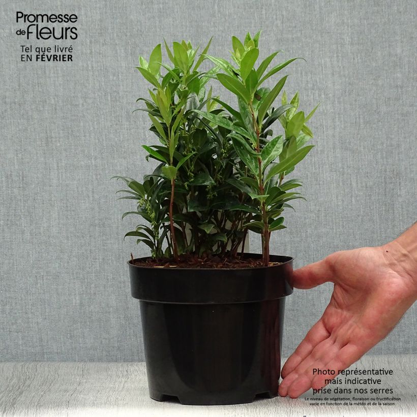 Sarcococca hookeriana humilis - Pot de 2L/3L sample as delivered in autumn