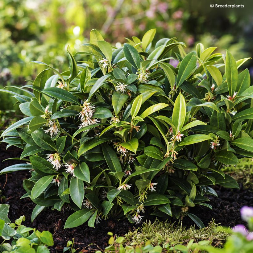 Sarcococca hookeriana var. humilis Fragrant Mountain - Himalayan sweet box (Plant habit)