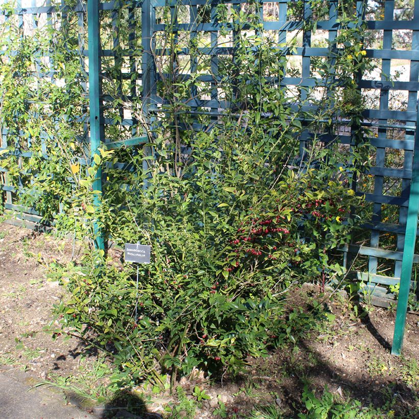 Sarcococca ruscifolia (Plant habit)