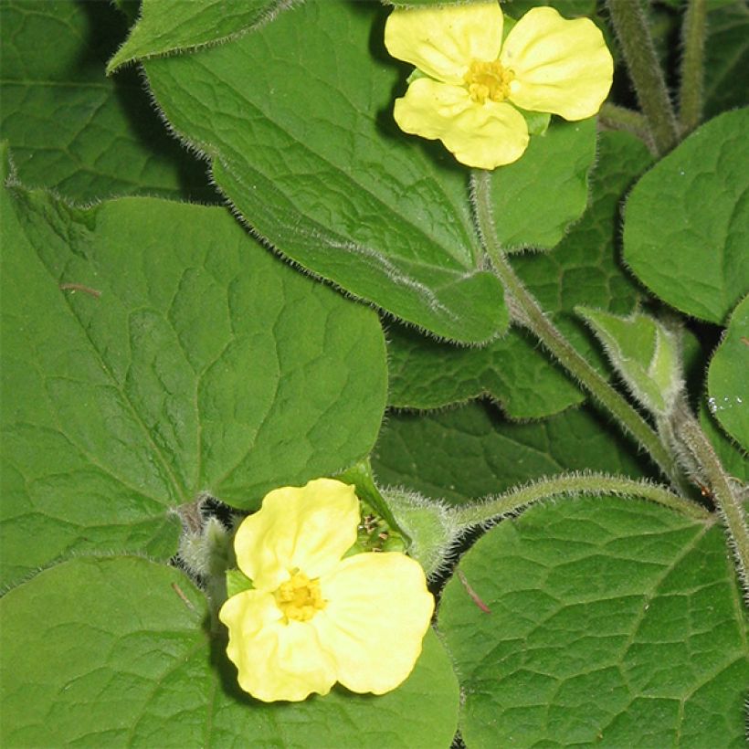 Saruma henryi  (Flowering)