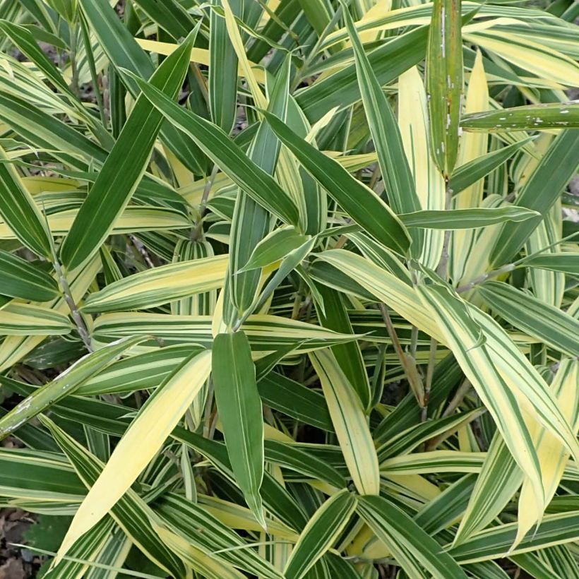 Sasaella masamuneana Albostriata (Foliage)