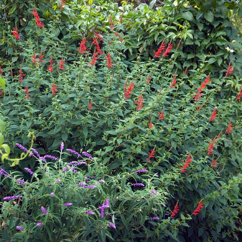 Salvia elegans Pineapple (Plant habit)