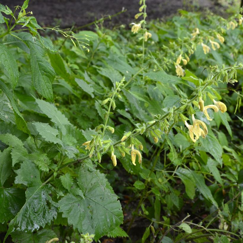 Salvia glutinosa (Plant habit)