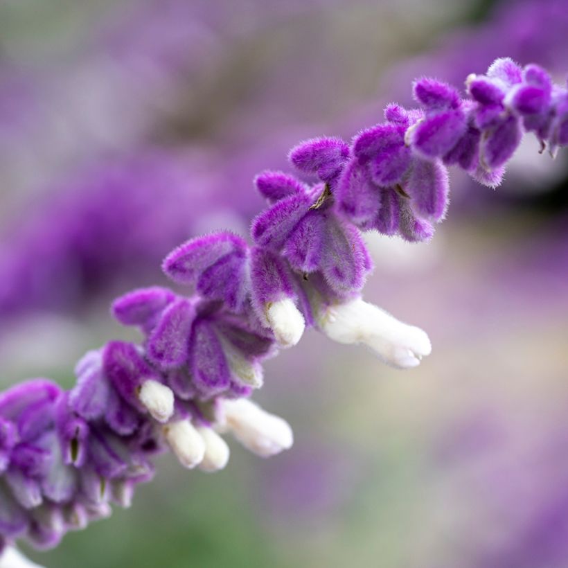 Salvia leucantha (Flowering)