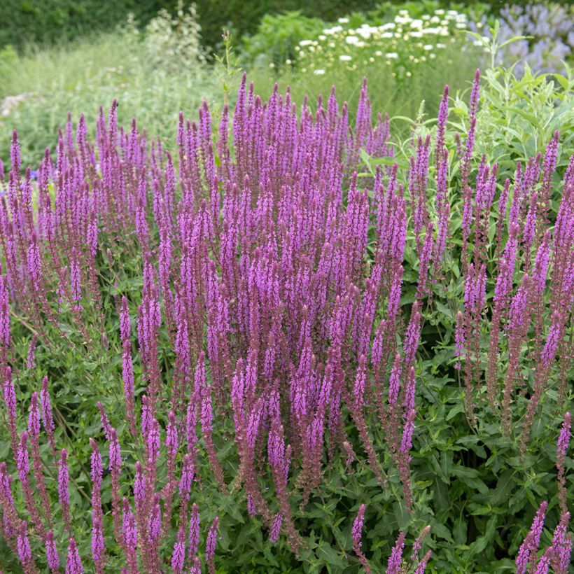 Salvia nemorosa Amethyst - Woodland Sage (Plant habit)