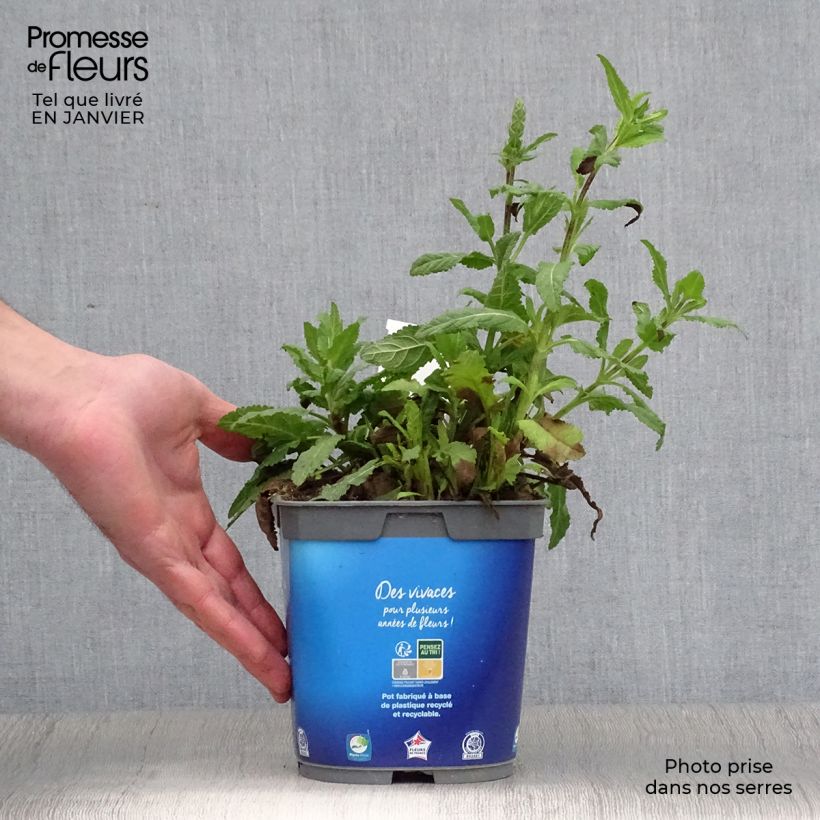 Sauge - Salvia nemorosa Caradonna en pot de 1.5/2 litres sample as delivered in winter