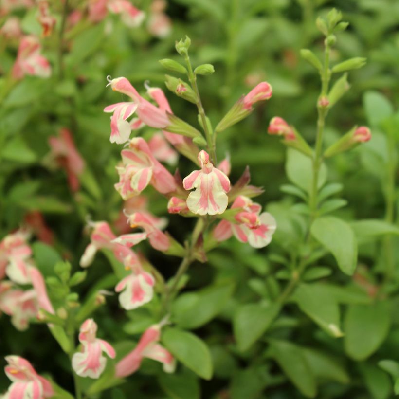 Salvia jamensis Belle de Loire (Flowering)