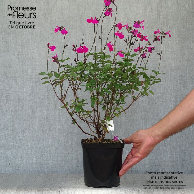 Sauge arbustive Cerro Potosi - Salvia microphylla en pot de 2L/3L sample as delivered in autumn