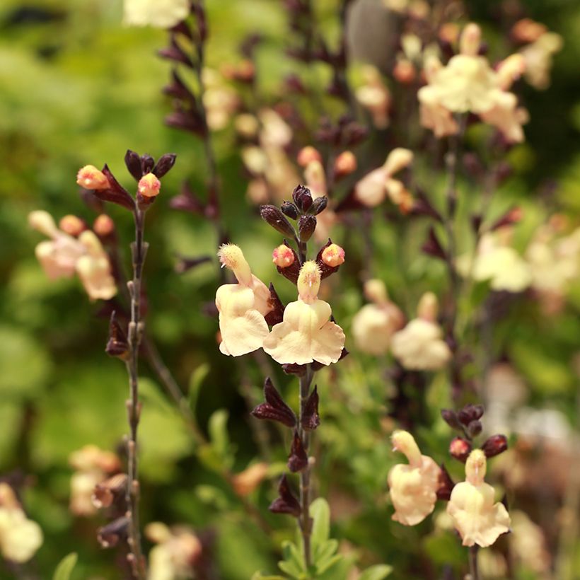 Salvia greggii Mirage Cream (Flowering)