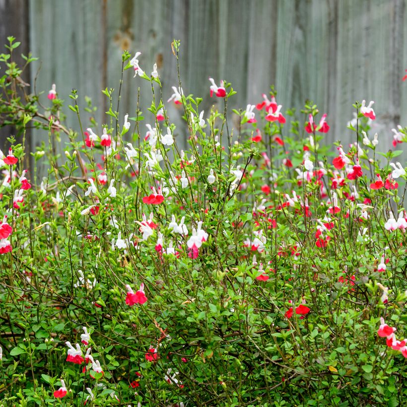 Salvia microphylla grahamii Hot Lips (Plant habit)