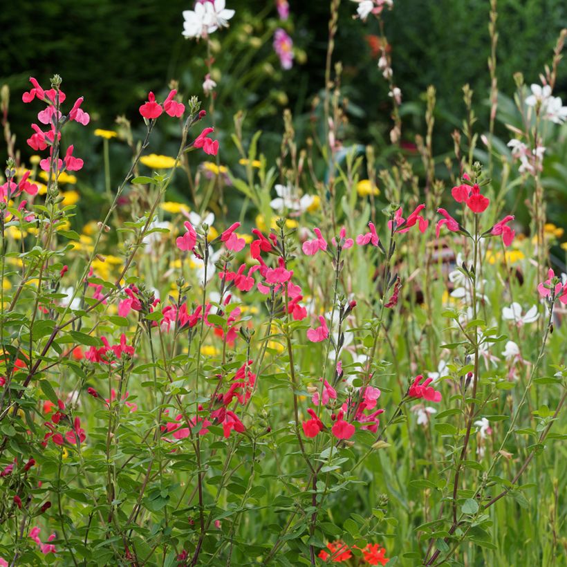 Salvia grahamii (Plant habit)