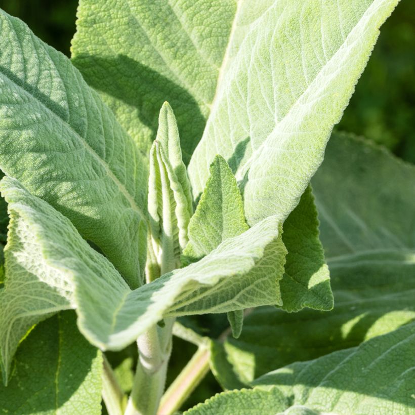 Salvia coahuilensis  (Foliage)