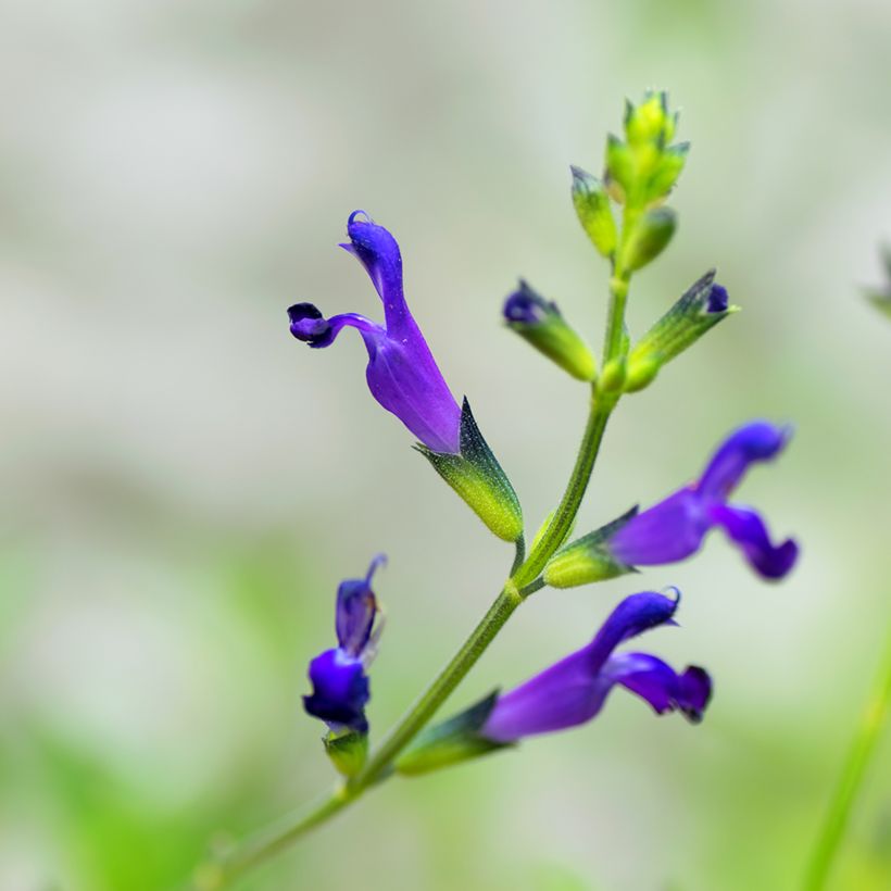 Salvia coahuilensis  (Flowering)