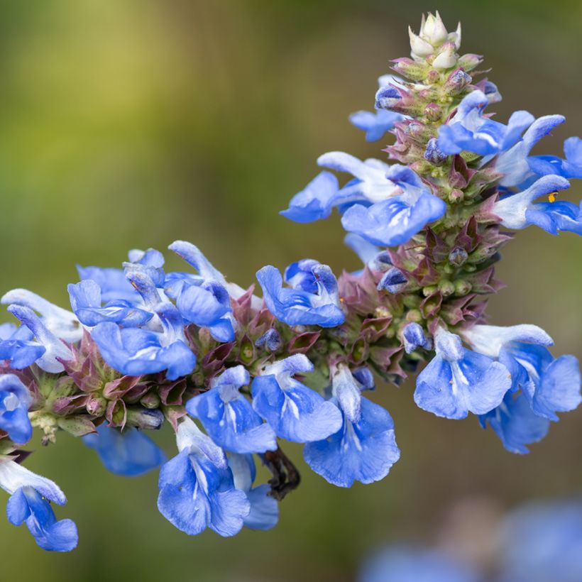 Salvia uliginosa (Flowering)