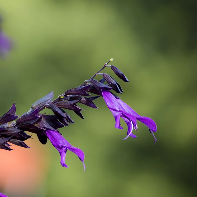 Salvia guaranitica Amistad violet (Flowering)