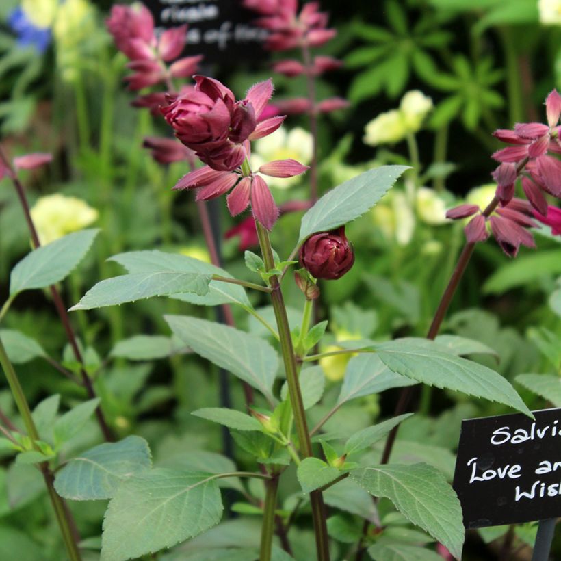 Salvia buchananii Love and Wishes (Flowering)