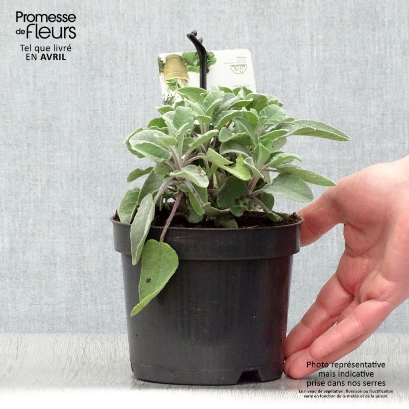 Sauge officinale Maxima - Salvia officinalis Pot de 1,5L/2L sample as delivered in spring