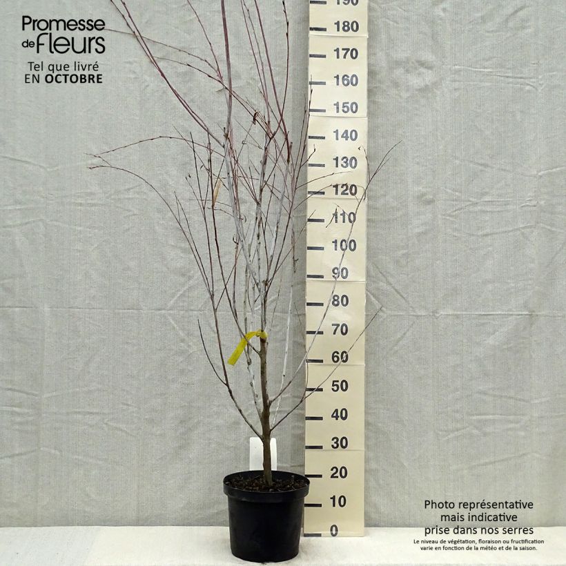 Saule - Salix acutifolia Blue Streak en pot de 7,5l/10l sample as delivered in autumn