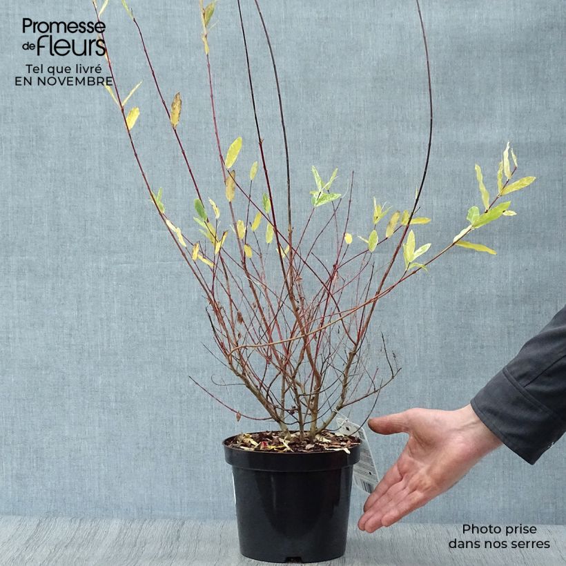 Saule crevette - Salix integra Hakuro Nishiki en pot de 2L/3L  sample as delivered in autumn