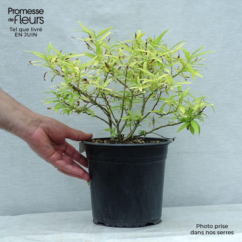 Saule doré -  Salix sachalinensis Golden Sunshine en pot de 4/5L sample as delivered in summer