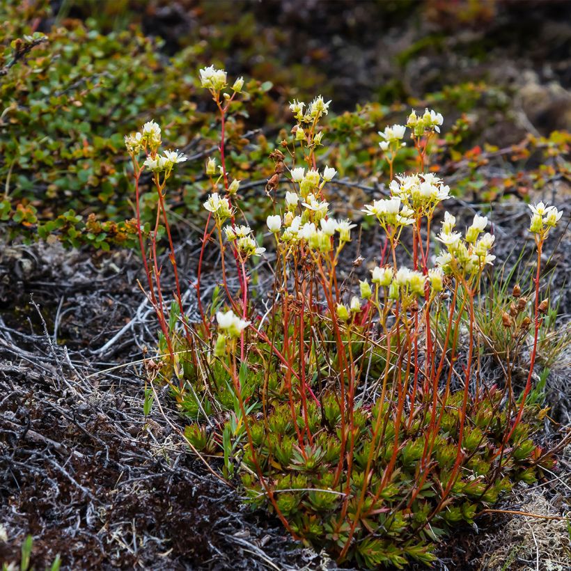 Saxifraga Irish (Plant habit)