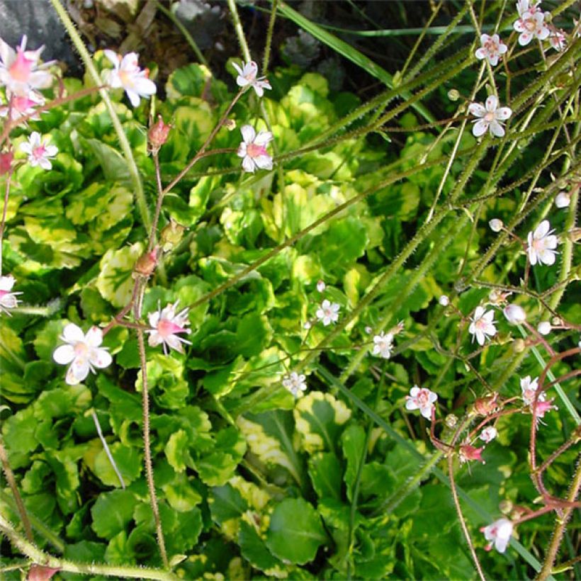 Saxifraga umbrosa Variegata (Flowering)