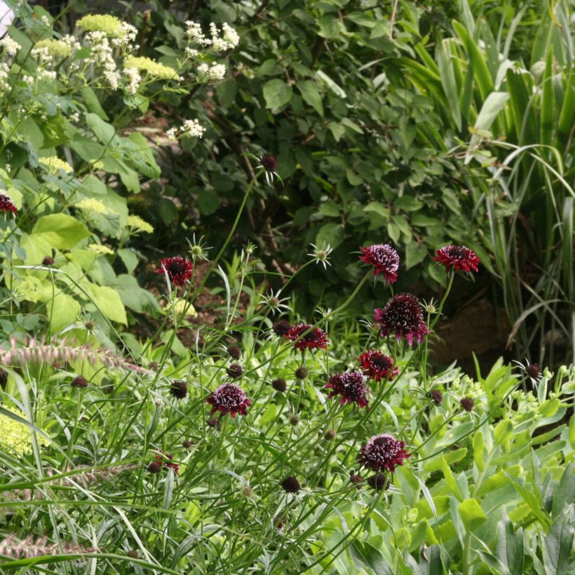 Scabiosa atropurpurea Chile Black (Plant habit)