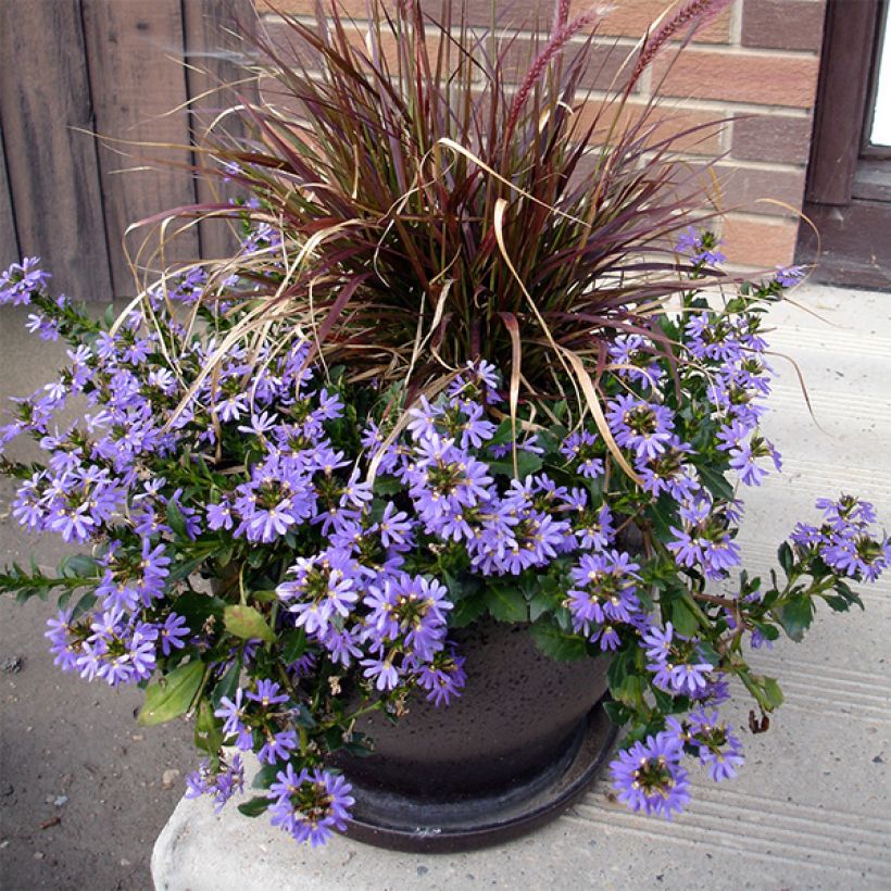 Scaevola aemula Surdiva Blue (Plant habit)