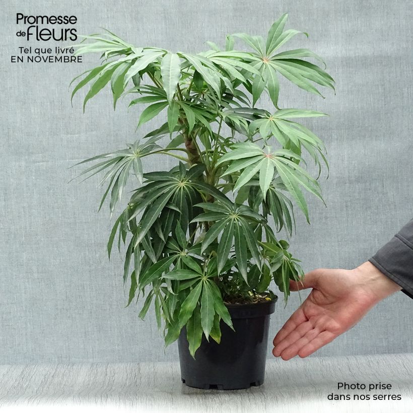 Schefflera taiwaniana Pot de 2L/3L sample as delivered in autumn