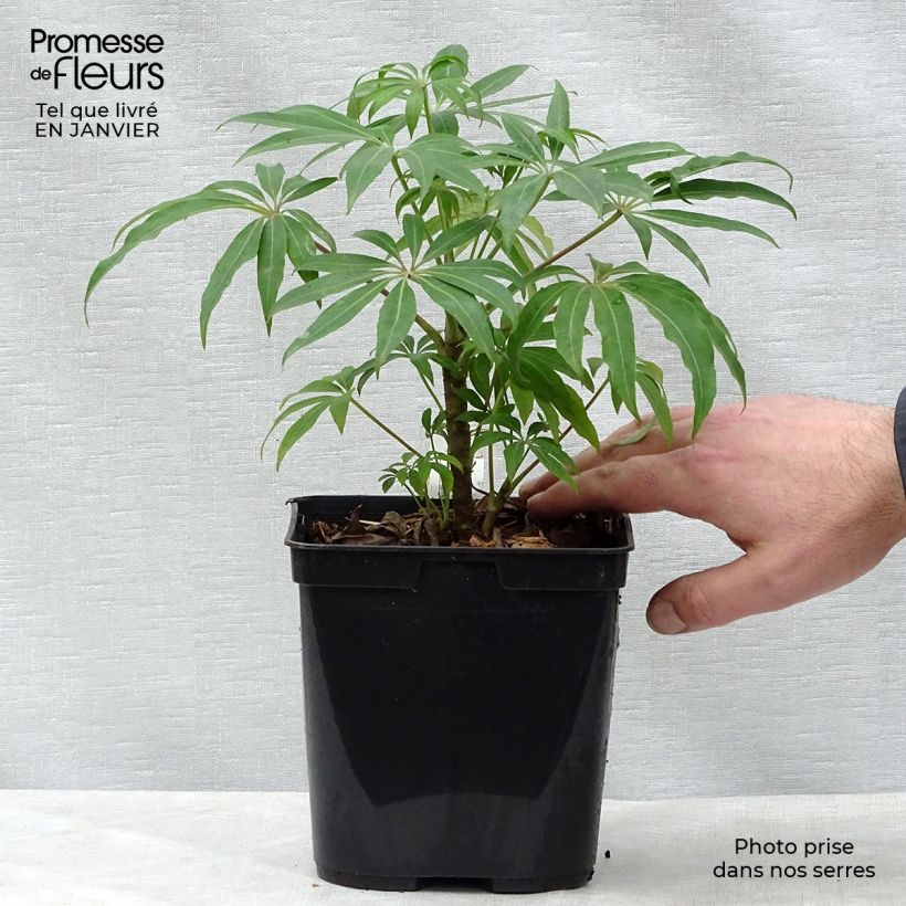 Schefflera taiwaniana Pot de 2L/3L sample as delivered in winter