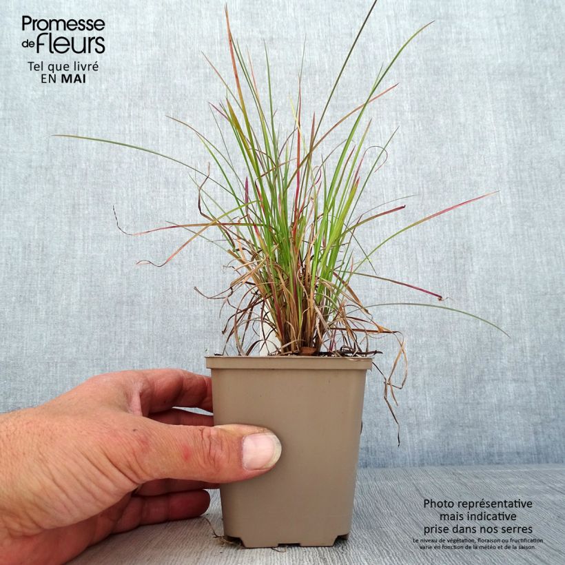 Schizachyrium scoparium Blaze - Herbe à balais Godet de 8/9 cm sample as delivered in spring