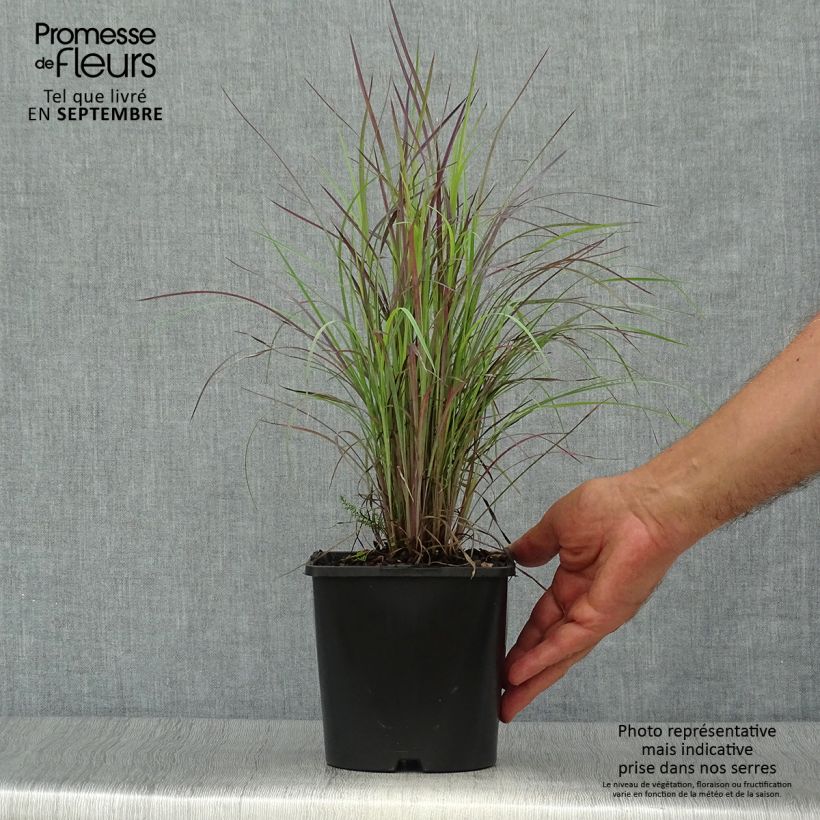 Schizachyrium scoparium Twilight Zone - Herbe à balais Pot de 2L/3L sample as delivered in autumn