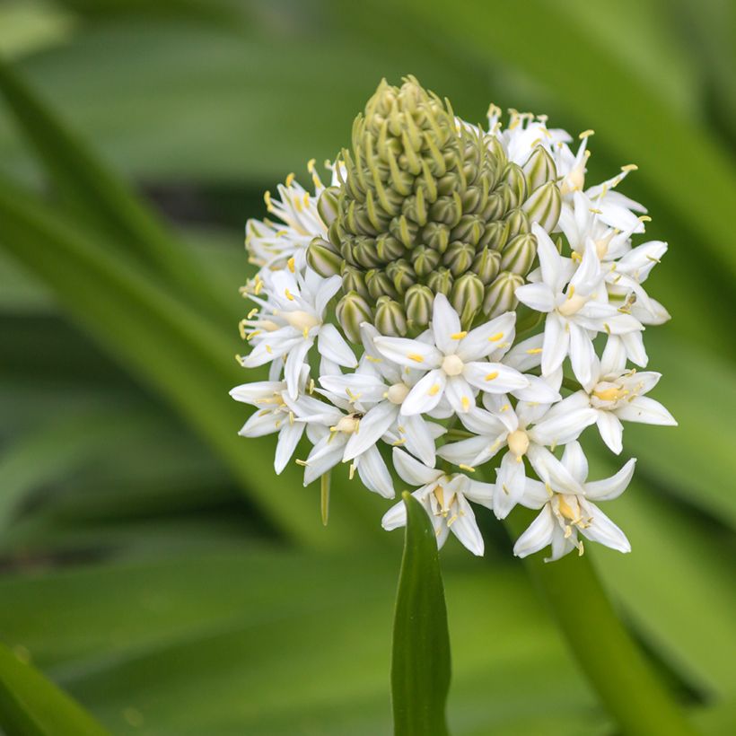 Scilla peruviana White Moon (Flowering)