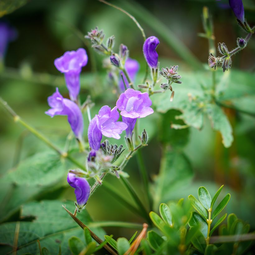 Scutellaria incana (Flowering)