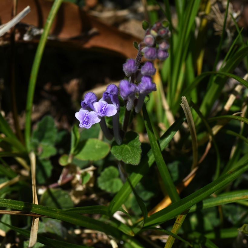 Scutellaria indica var. parviflora - Skullcap (Flowering)