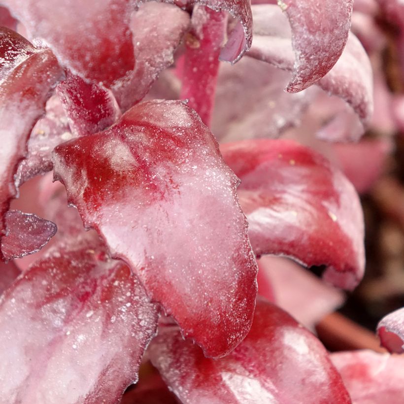 Sedum Mojave Jewels Diamond - Stonecrop (Foliage)