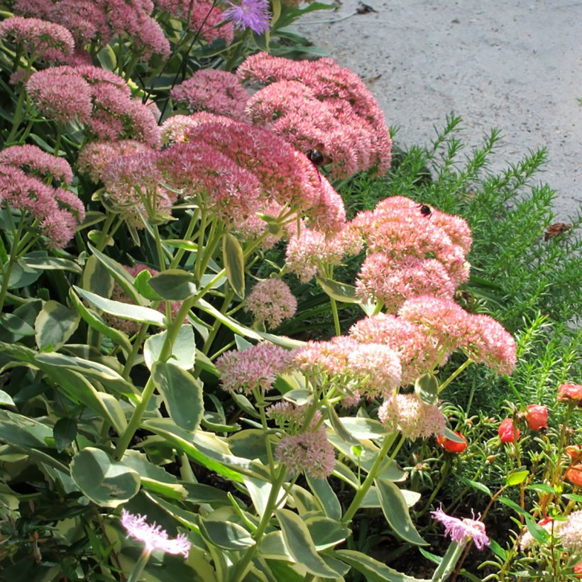 Sedum telephium Lajos Autumn Charm - Autumn Stonecrop (Flowering)