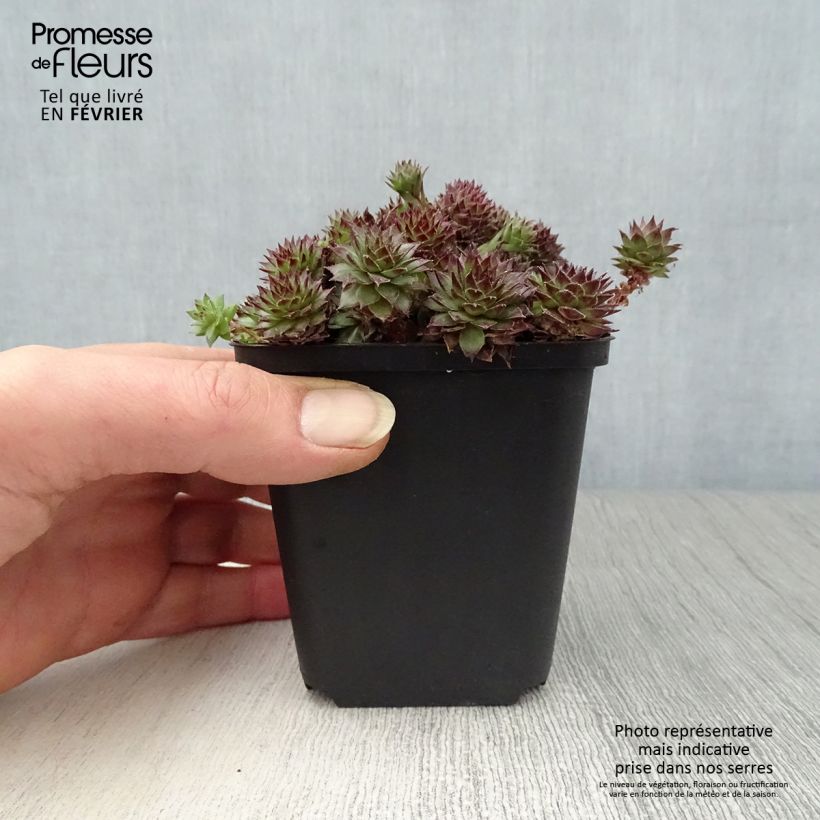 Sempervivum Bronco - Joubarbe hybride  Godet de 8/9 cm sample as delivered in winter