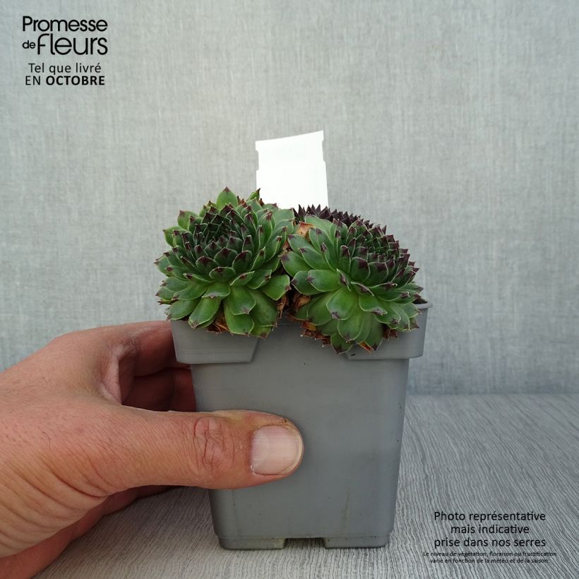 Sempervivum Chick Charms Appletini - Joubarbe Pot de 10 cm/11cm sample as delivered in autumn