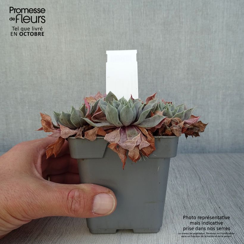 Sempervivum Chick Charms ® Berry Blues - Joubarbe bleue violacée Pot de 10 cm/11cm sample as delivered in autumn