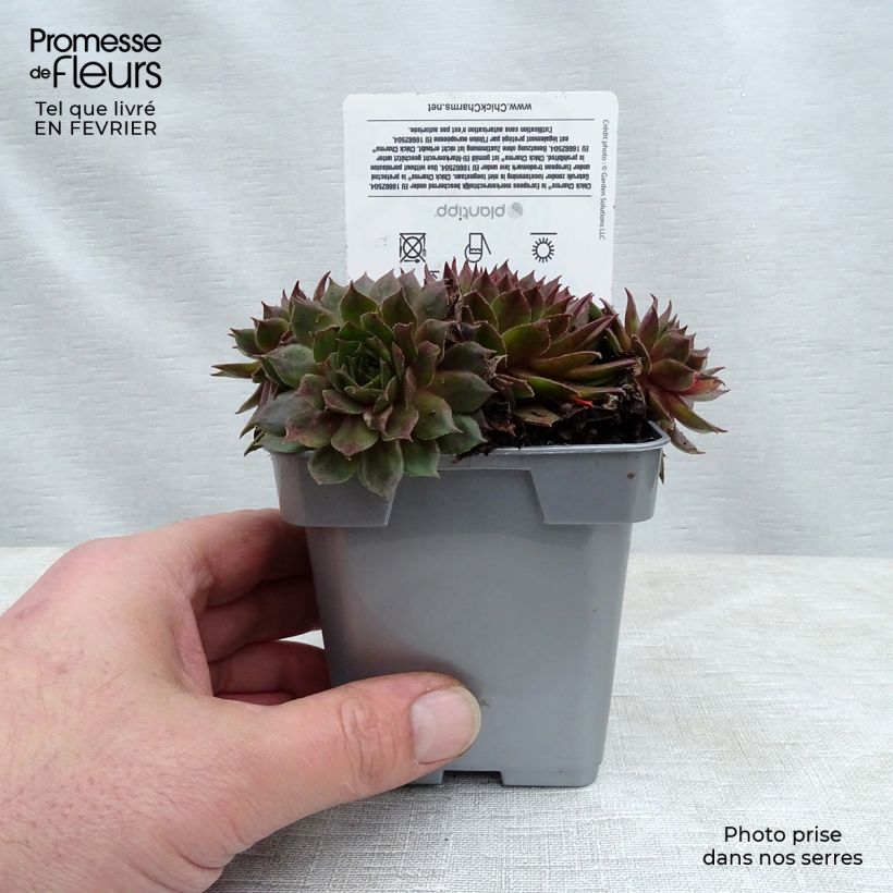 Sempervivum Chick Charms ® Bing Cherry - Joubarbe bourgogne Pot de 10 cm/11cm sample as delivered in winter