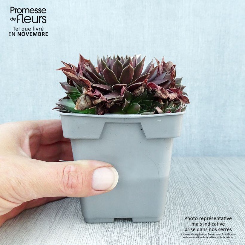 Sempervivum Chick Charms ® Chocolate Kiss - Joubarbe pourpre chocolat Pot de 10 cm/11cm sample as delivered in autumn