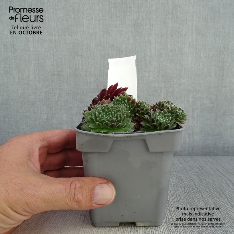 Sempervivum Chick Charms Cinnamon Starbust - Joubarbe Pot de 10 cm/11cm sample as delivered in autumn