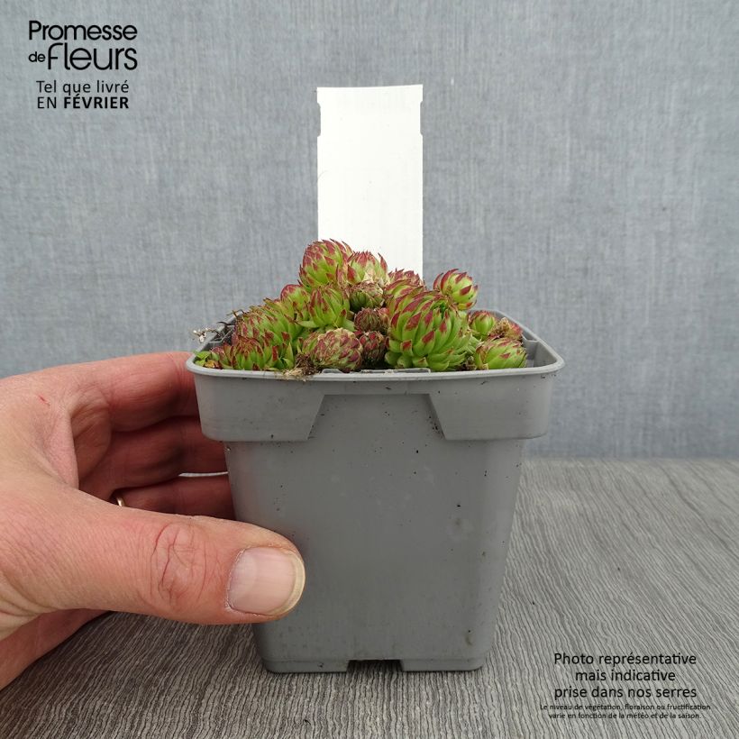 Sempervivum Chick Charms Key Lime Kiss - Joubarbe - pot de 10/11cm sample as delivered in winter